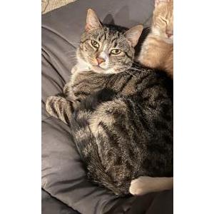 Lost Cat Lucifer