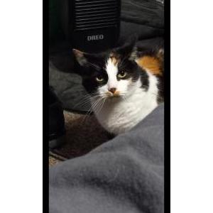 Lost Cat Nonsense