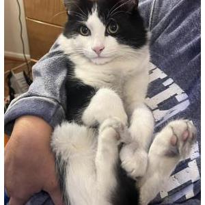 Image of Benjamin, Lost Cat