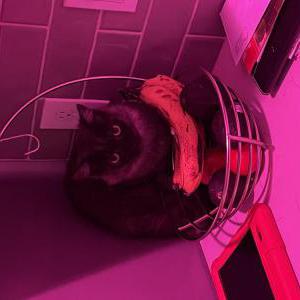 Image of Unknown, Found Cat