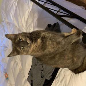 Lost Cat Chloe Proia
