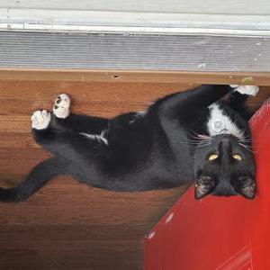 Lost Cat Loki