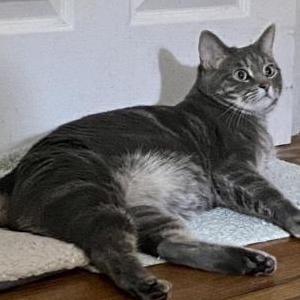 Image of Lida Rose, Lost Cat
