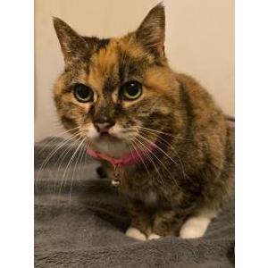 Lost Cat Sheena