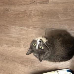 Image of Zuzu, Lost Cat