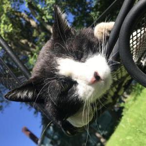 Image of Maxwell, Lost Cat