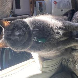 Lost Cat Katana
