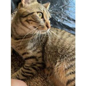 Image of Tikki, Lost Cat