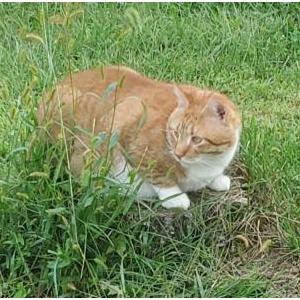 Lost Cat Hunter Orangey