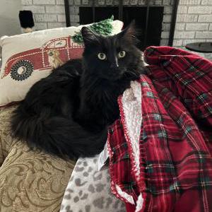 Lost Cat Coco