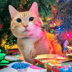 Lost Cat Chester McBadcat
