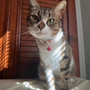 Lost Cat Peach