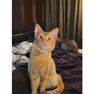 Image of Rusty, Lost Cat