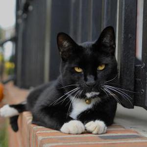 Lost Cat Loki