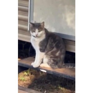 Lost Cat Meeko