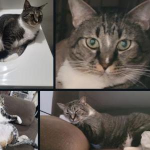 Image of Garry, Lost Cat