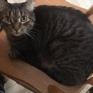 Lost Cat Bro