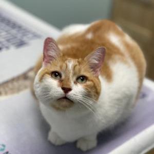 Image of Peppa, Lost Cat