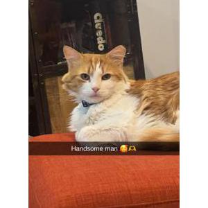 Image of Watson, Lost Cat