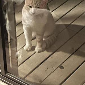 Image of Unknown, Found Cat