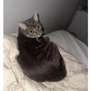 Image of prince, Lost Cat