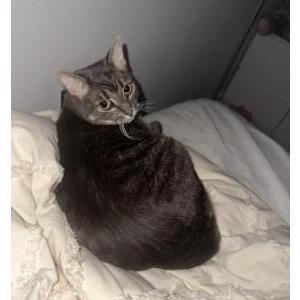 Lost Cat prince