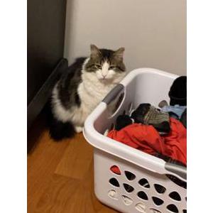 Lost Cat Paw paw