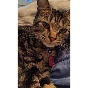 Lost Cat Tyra