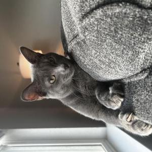 Lost Cat Comet