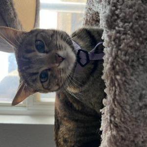 Image of Izzy, Lost Cat