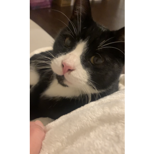Image of Unknown, Found Cat