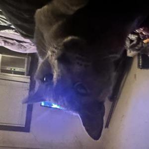 Lost Cat Mikey