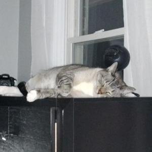Lost Cat Wilfred