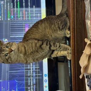 Lost Cat Buddy