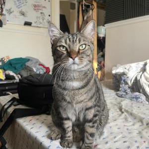 Lost Cat Clyde