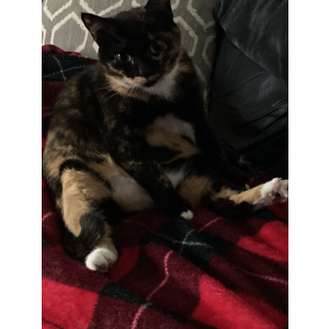 Lost Cat Cleo