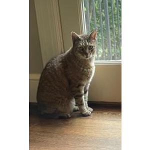 Image of Surelock, Lost Cat