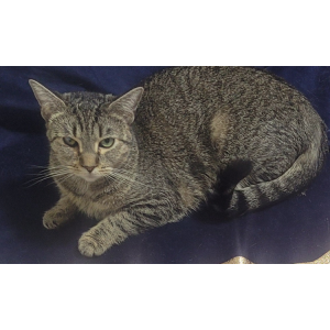Lost Cat Tiger - Tie - Tati