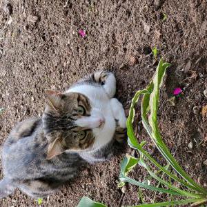 Lost Cat Kratos