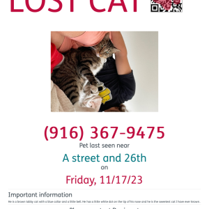Lost Cat Munchie