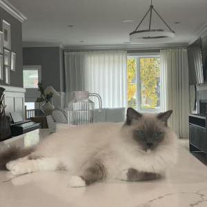 Image of Kero, Lost Cat
