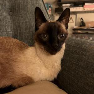 Image of McNulty, Lost Cat