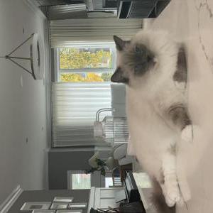 Image of Kero, Lost Cat