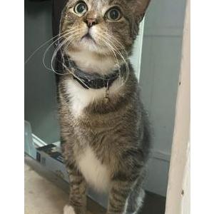 Lost Cat Socks