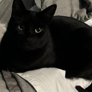 Image of Luke, Lost Cat