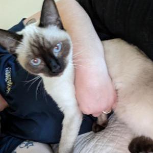 Image of Buzz Ball, Lost Cat