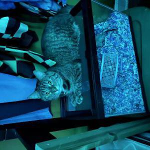 Lost Cat Trixie