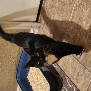 Image of Unknown, Found Cat