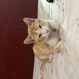 Image of Cheroo, Lost Cat