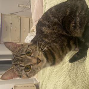 Lost Cat Blair